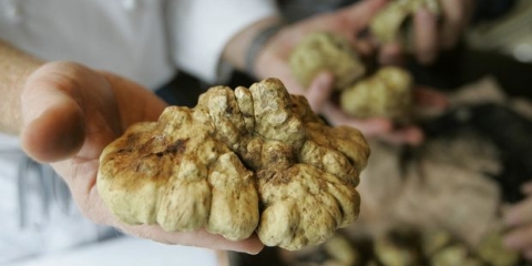 Bijeli tartuf u rusiji: gdje raste, kako kuhati, fotografije i video